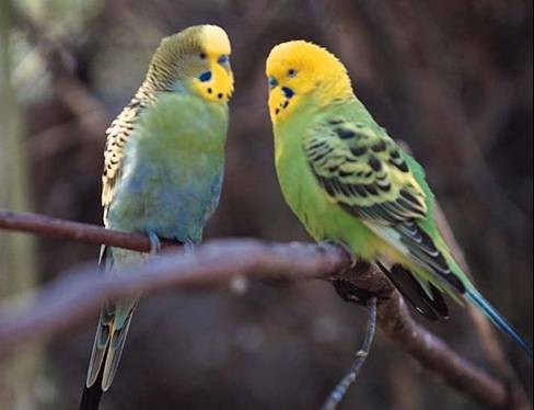 Georges Gardet Two Parrots